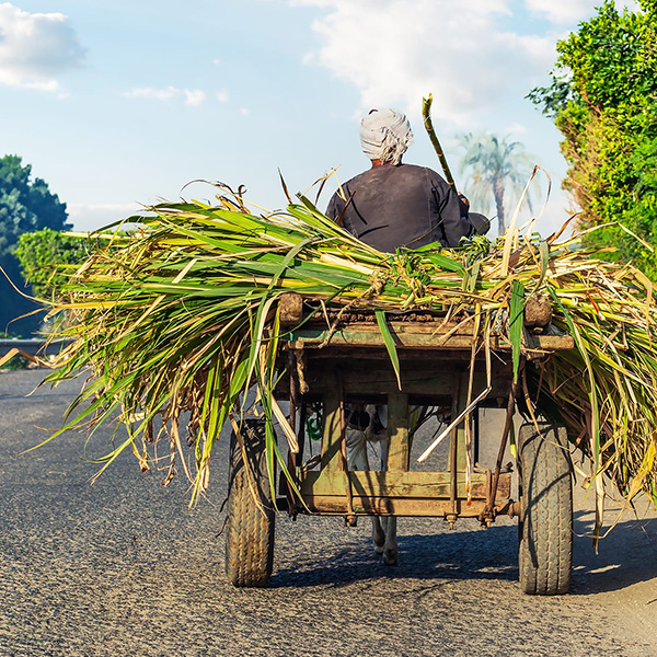 A man is driving a cart full of grass.